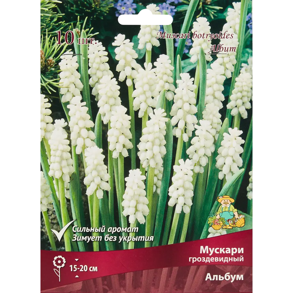 Мускари гроздевидный Альбум, 10 шт 85205634 STLM-2130953 ПОИСК 