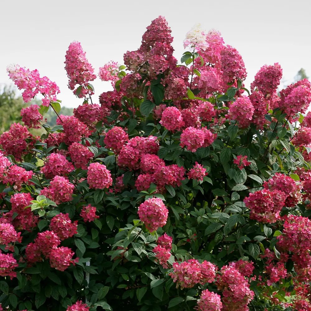 Гортензия метельчатая Даймонд Руж ø19 h40 см 88790175 STLM-2008914 PLANTMARKET 