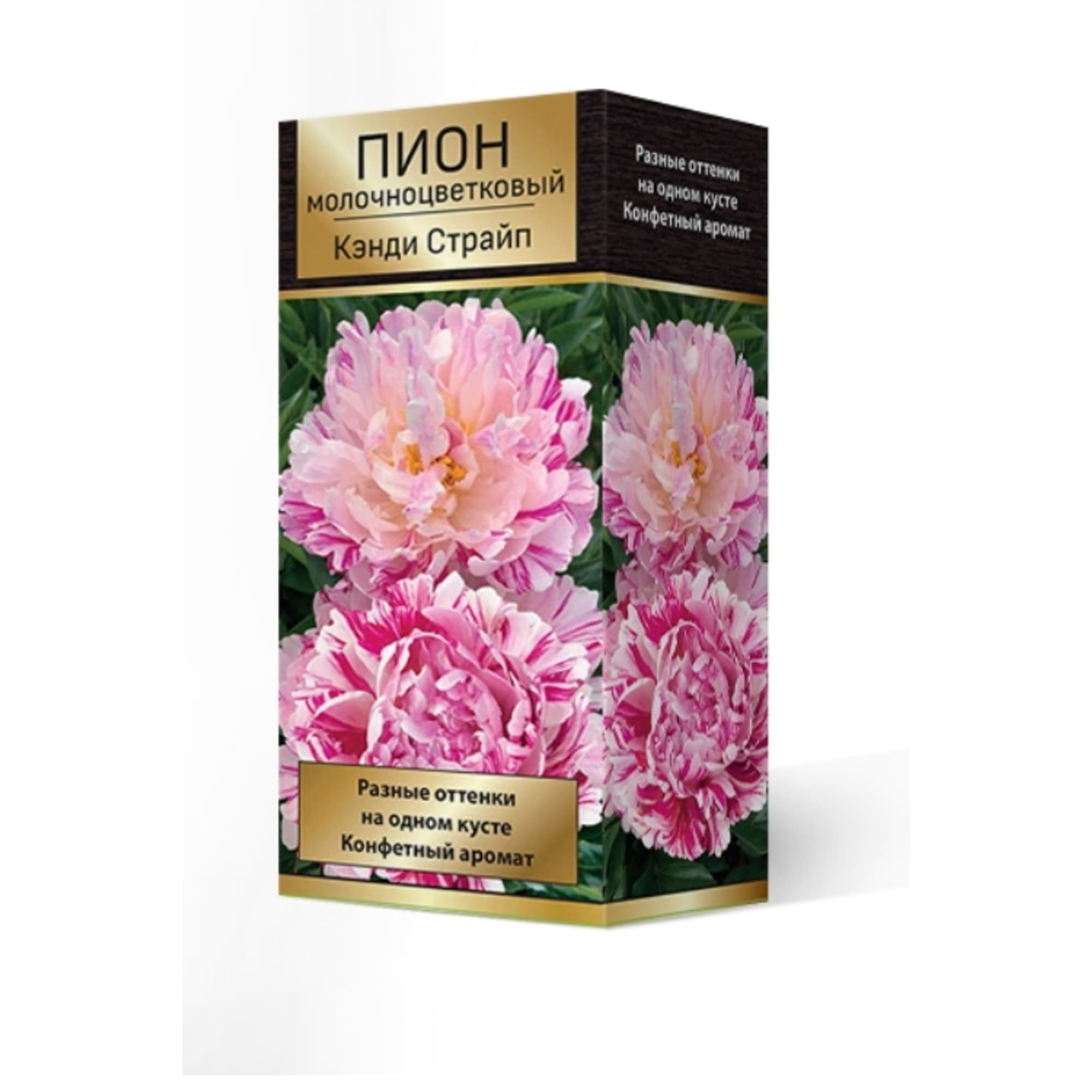 83600162 Пион травянистый Кэнди Страйпт луковица 2-3 Santreyd 