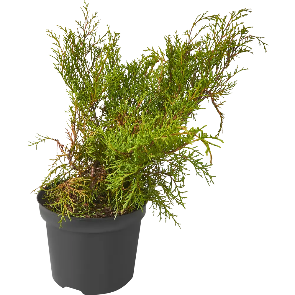 Можжевельник горизонтальный Вилтони ø13 h40 см 84659521 STLM-2205930 PLANTMARKET  - Вид №1