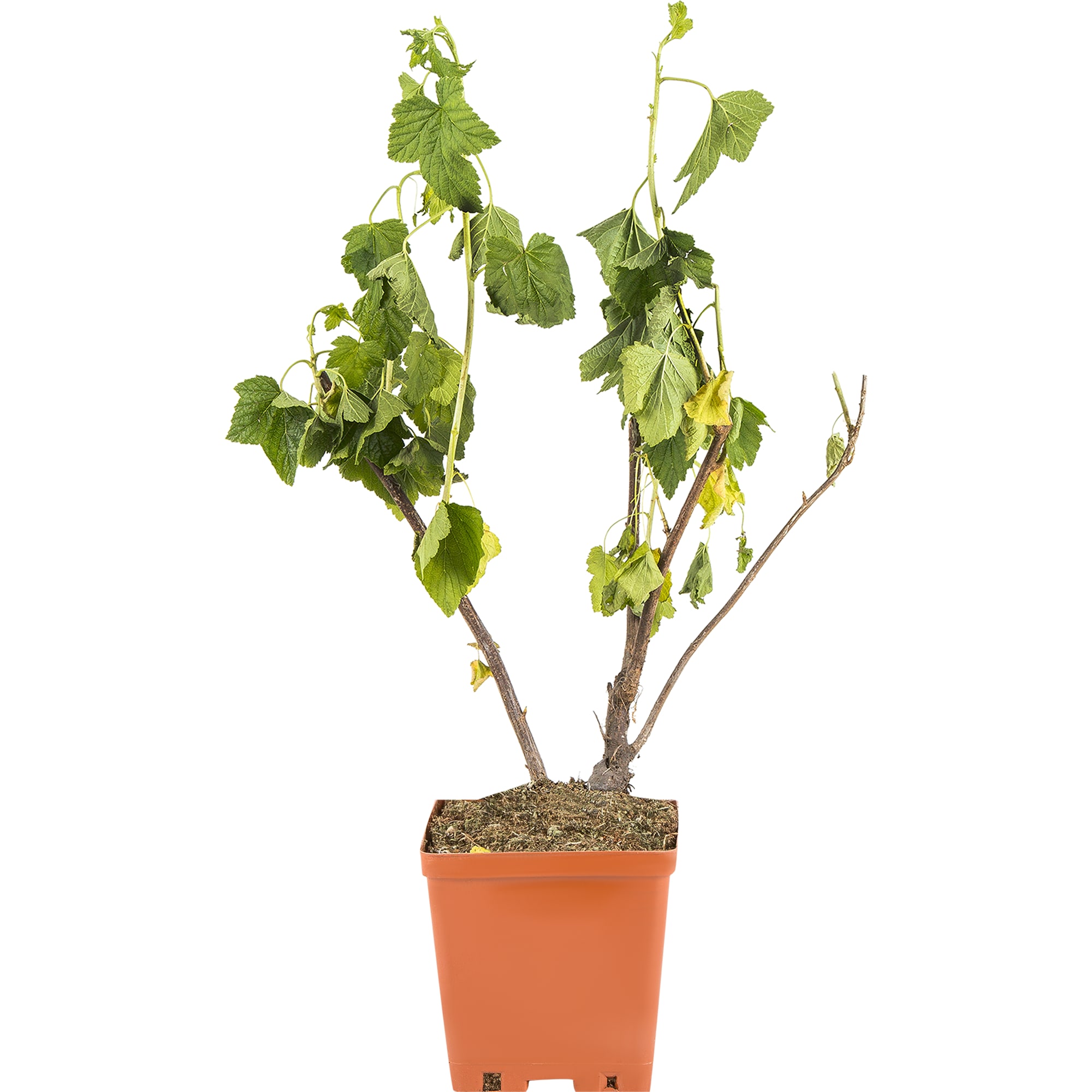 81954945 Смородина чёрная С2 «Селеченская» h40 Santreyd 