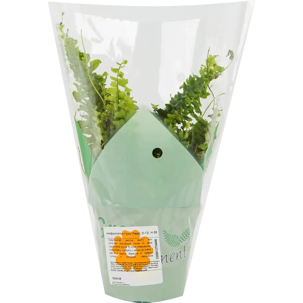 Santreyd Нефролепис Грин Леди — пышный папоротник для дома 13534108 STLM-0003273 - Вид №3