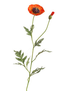 30.03110115OR Мак восточный оранжевый Цветочная коллекция