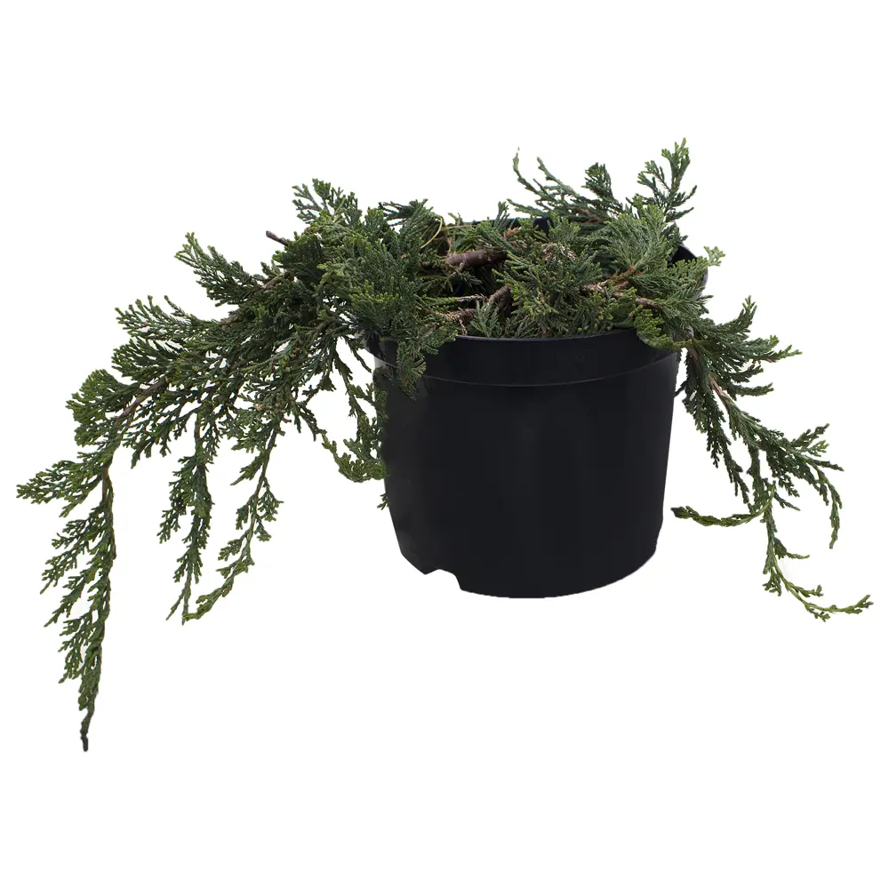 Можжевельник горизонтальный Блю Чип 17x25-30 см 18382991 STLM-2180697 Santreyd 