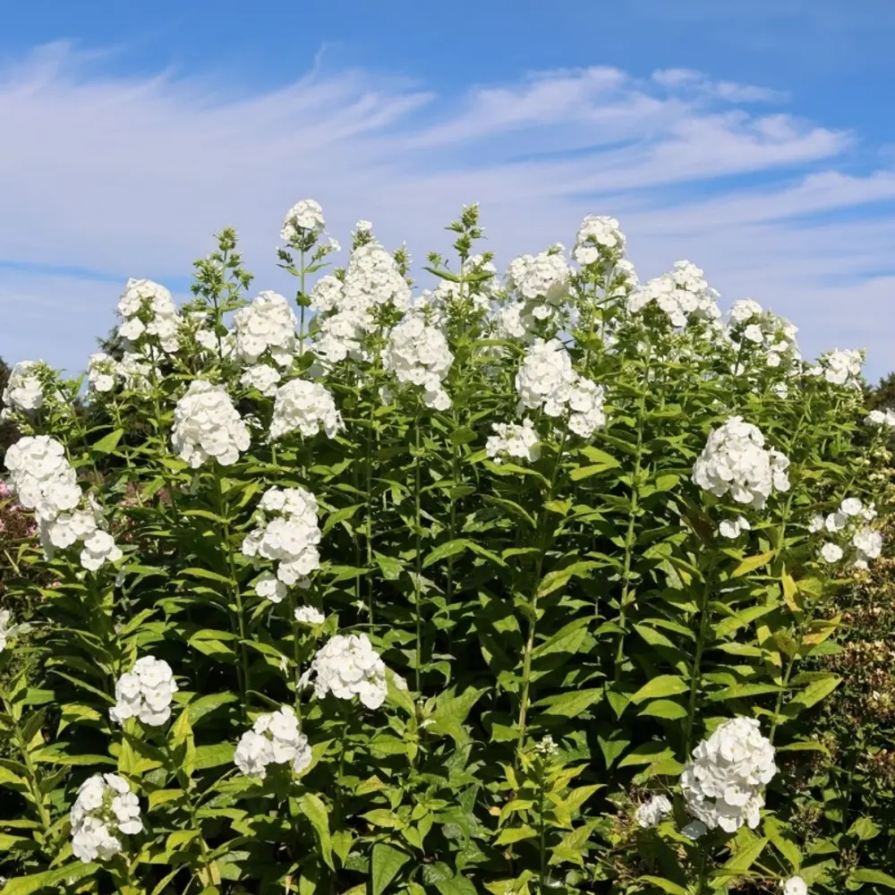 Флокс Вайт Адмирал ø15 h20 см 89465383 STLM-2008045 PLANTMARKET 