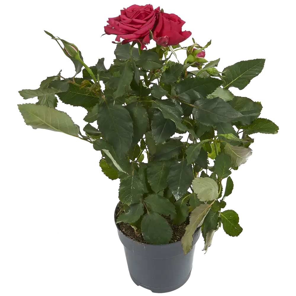 Роза Виктори микс ø10.5 h30 см Цветочный альянс 82399648 STLM-2172419 Santreyd 