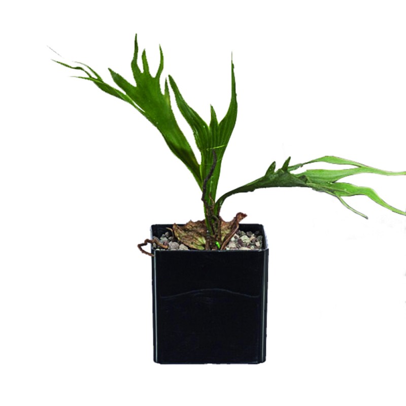 L154X6 Платицерий Adriani e Rossi 