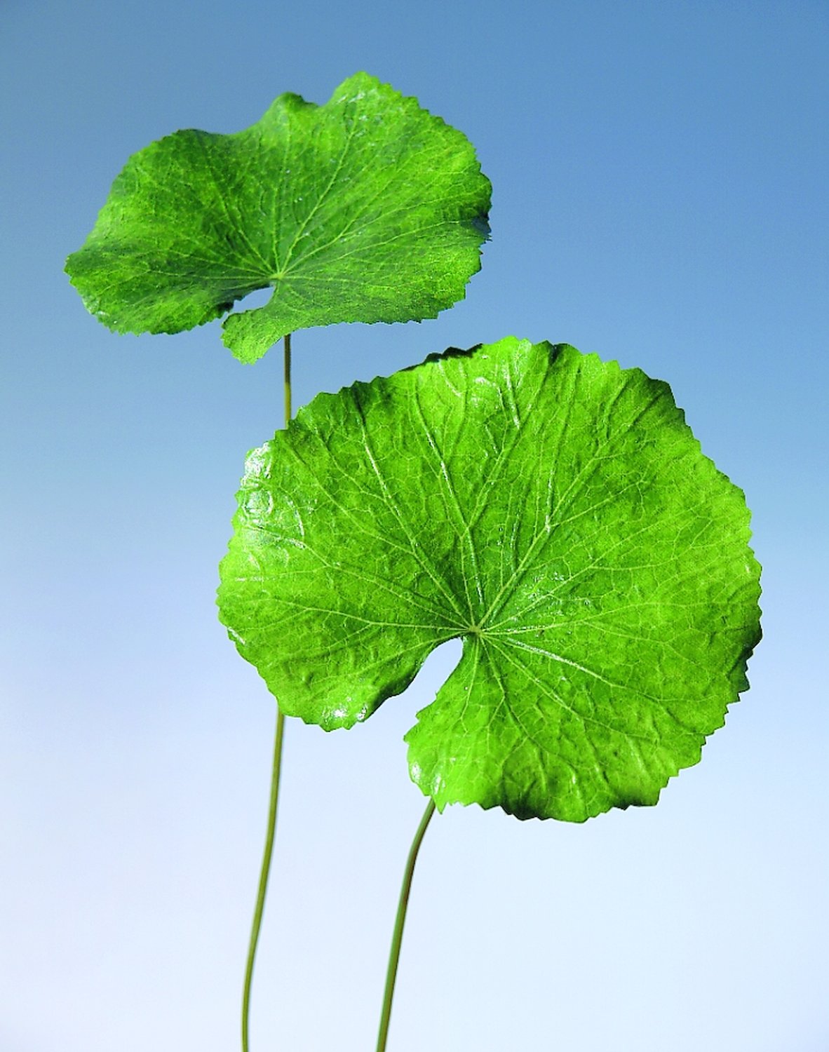 6471 883 a1 Пластиковый лист герани, 42 см, зеленый H-andreas 