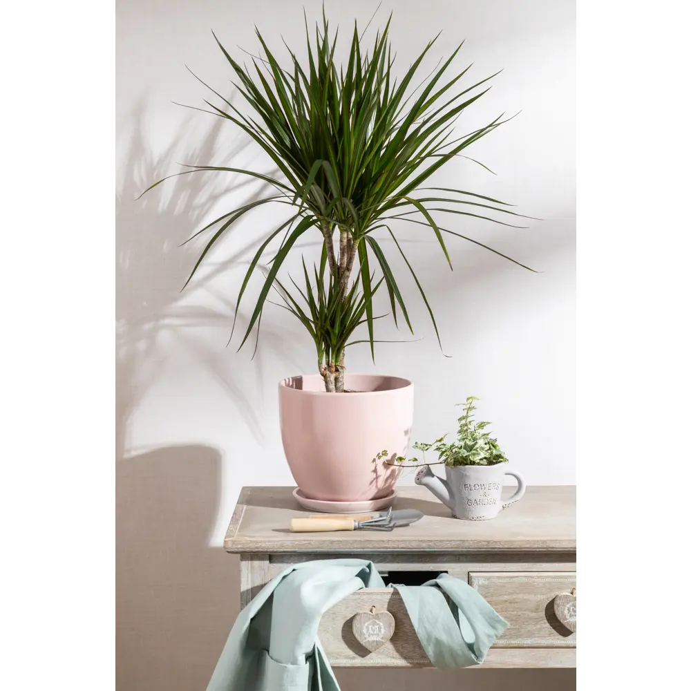 Santreyd Драцена Маргината Тоэф - изящное комнатное дерево 15745347 STLM-0006288 - Вид №4