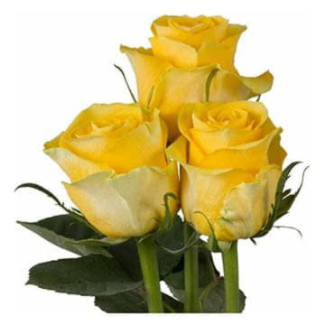 Роза Брайтон 40 см Santreyd 25696