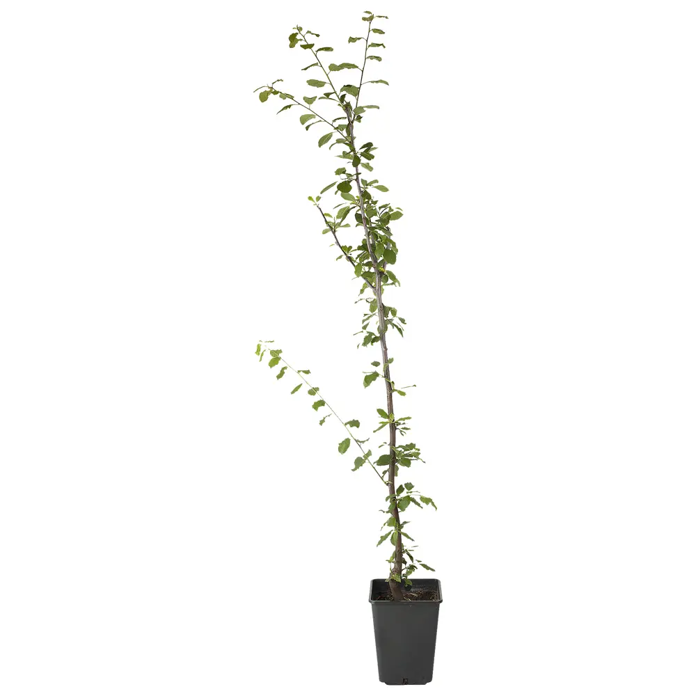 Слива Ренклод советский пакет 89465374 STLM-2066702 PLANTMARKET  - Вид №1