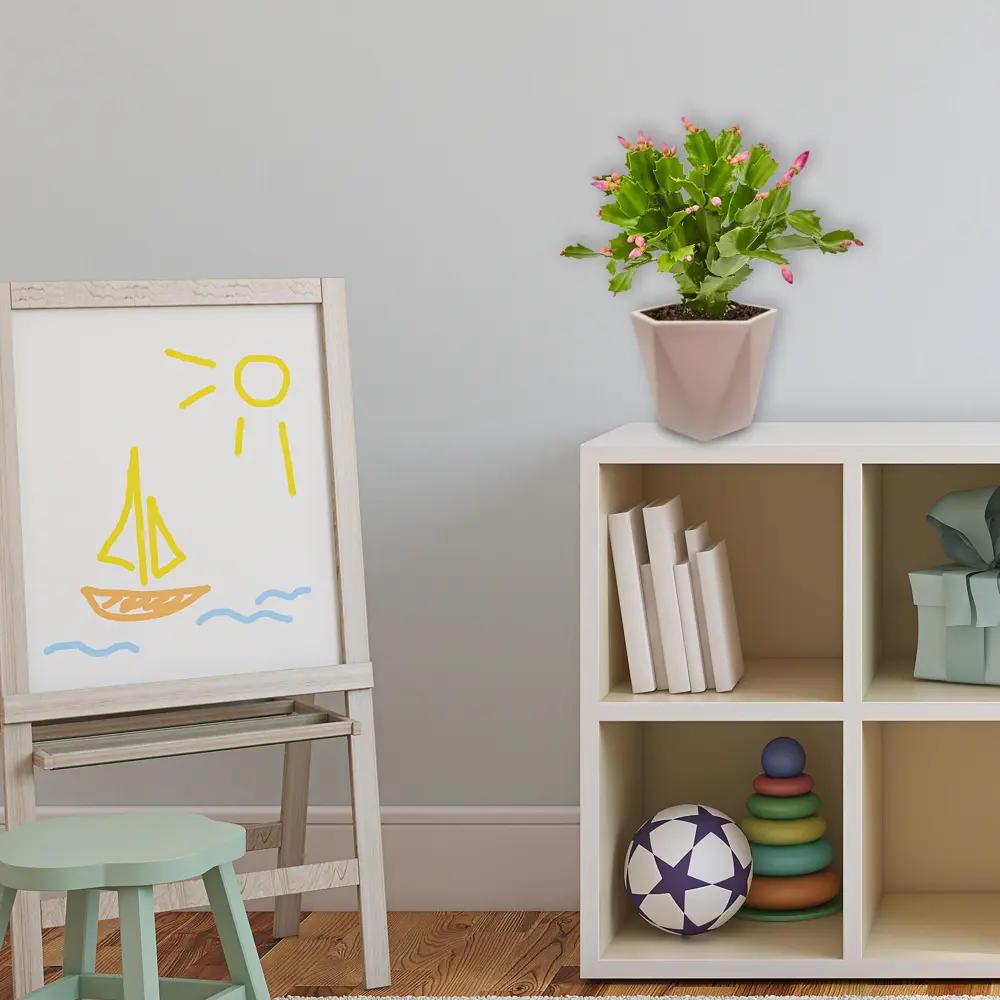 Santreyd Рипсалидопсис микс - пасхальный кактус с ароматными цветами 14750603 STLM-0005095 - Вид №4