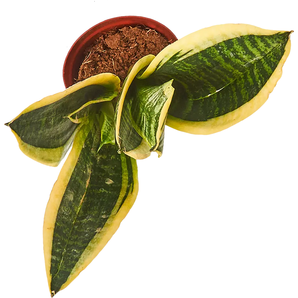 Santreyd Сансевиерия Лауренти — изящный суккулент с пестрыми листьями 85062723 STLM-0058064 - Вид №2