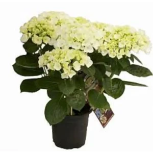 Гортензия микс ø10.5 h24 см