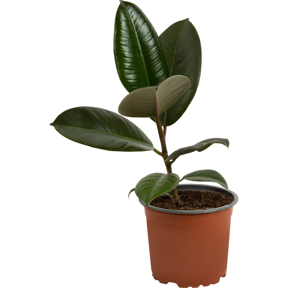 Фикус эластика Абиджан от Santreyd - элегантное комнатное растение с глянцевыми листьями 82578716 STLM-0030451