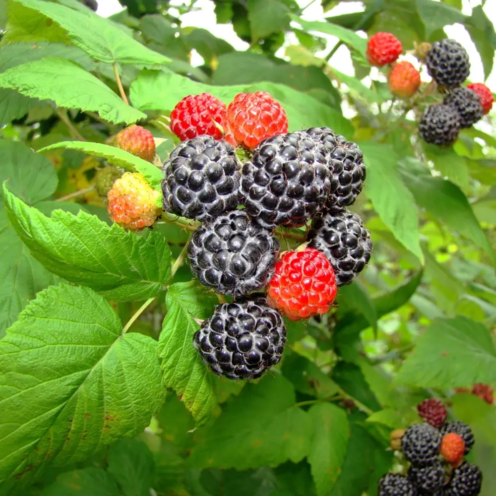 Ежемалина Кумберленд от Santreyd - американский гибрид с высокой урожайностью 87691063