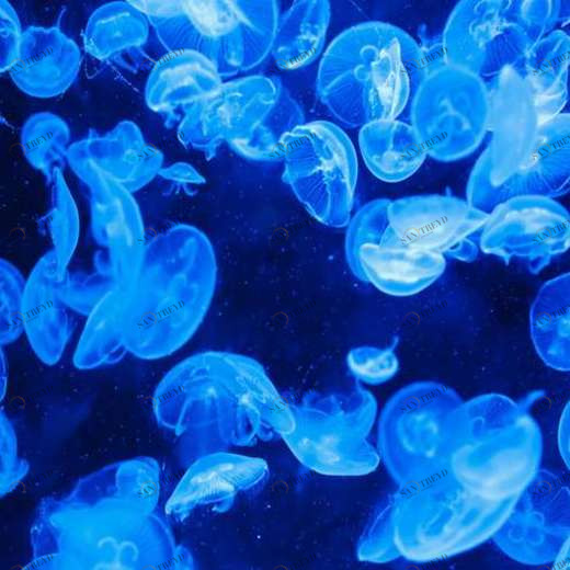 WP02315 Фотообои Verol Фотообои decoline 1х1 м