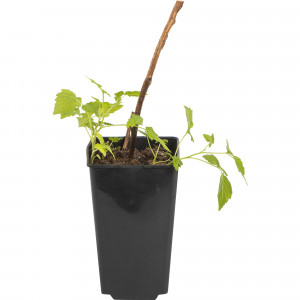 82597099 Малина «Бригантина» C2 высота 40 см