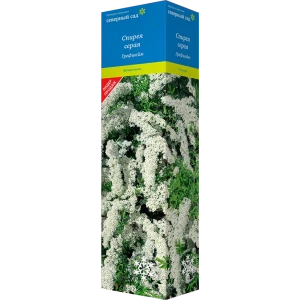 Спирея серая Северный сад Грефшейм 82527915 STLM-2204552
