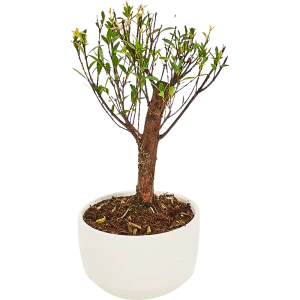 Бонсай микс керамика в сумке 17x32 см 82771287 STLM-2090745