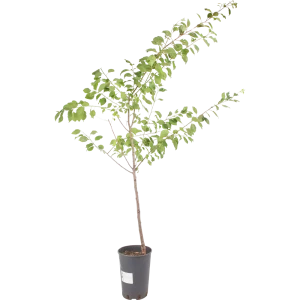 Абрикос «Чёрный принц» 24x70 см