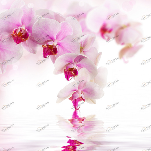 D2-070 Фотообои DIVINO Collection D 2.7х3 м D2070