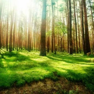 WP01748 Фотообои Verol Фотообои decoline 1х1 м