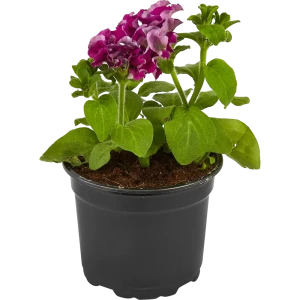 Петуния махровая ø12 h25 см 83248447 STLM-2048224