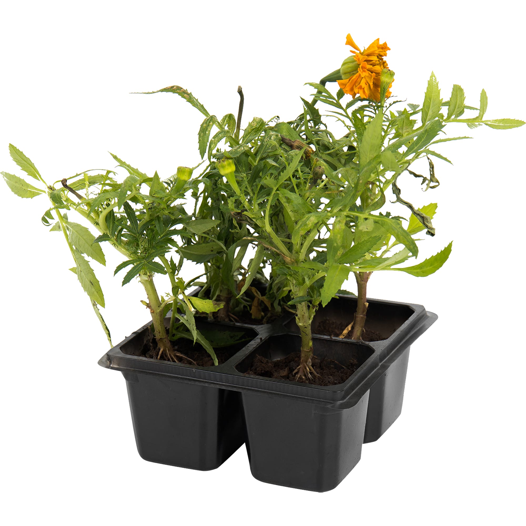 82585300 Тагетес крупноцветковый в кассете, 4 шт Santreyd 