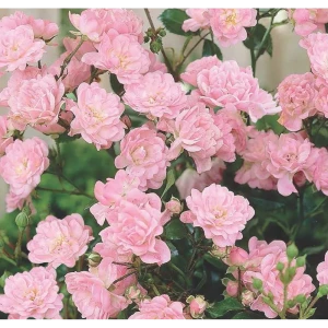Роза почвопокровная «Фэйри Чангелин», 3.5 л 18474933 STLM-2096258