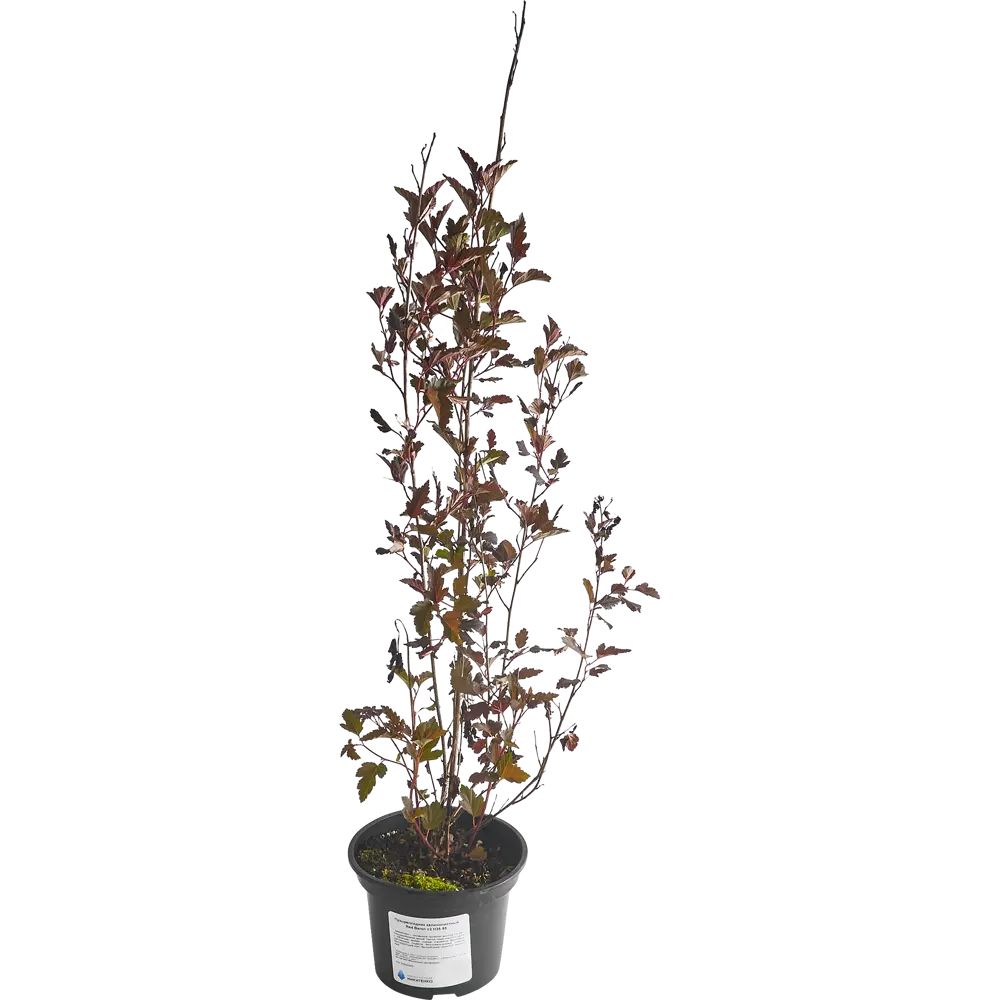 Пузыреплодник Red Baron от Santreyd - декоративный кустарник с красной листвой 85292565 STLM-0949327