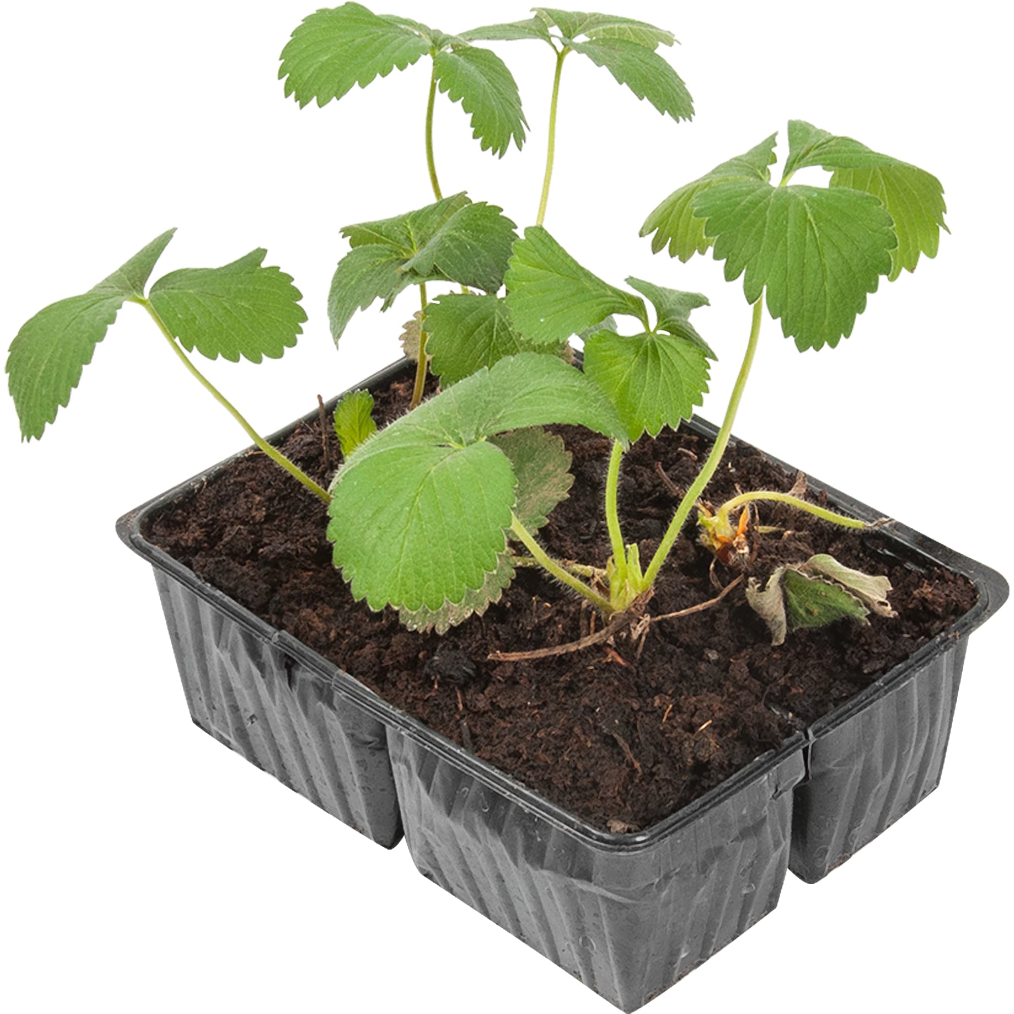 82625834 Земляника микс 7x15 см, 4 шт Santreyd 