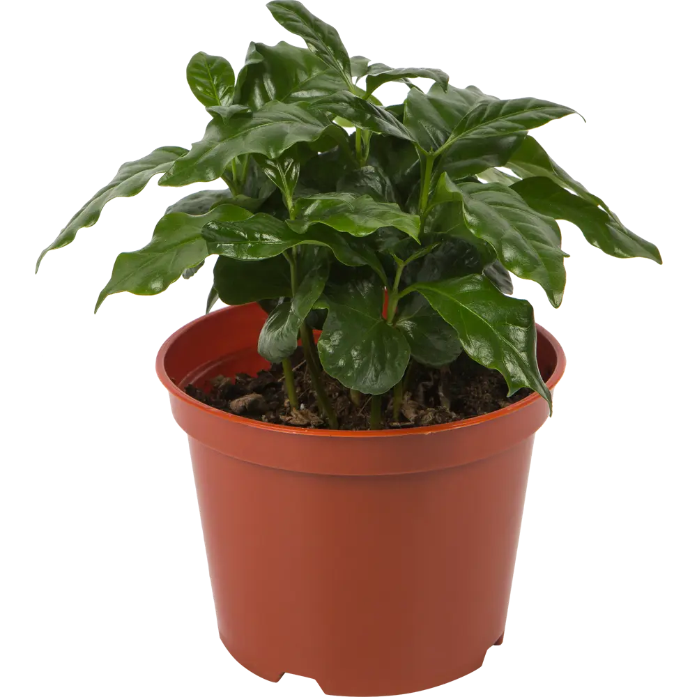 Santreyd Кофейное дерево аравийское - вечнозеленый комнатный кустарник 82560396 STLM-0029934