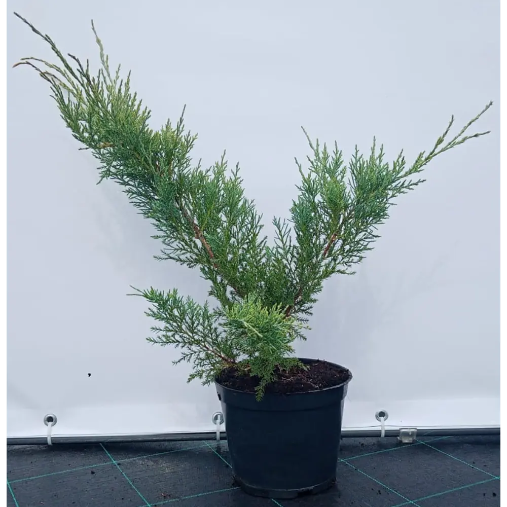 Можжевельник виргинский Хетц Вариегата ø19 см h40-60 см 85088150 STLM-2170812 Santreyd 