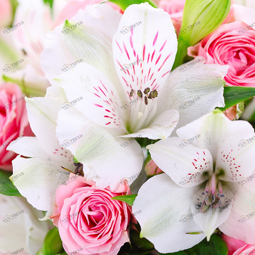 C1-380 Фотообои DIVINO Collection C 2.38х3 м C1380