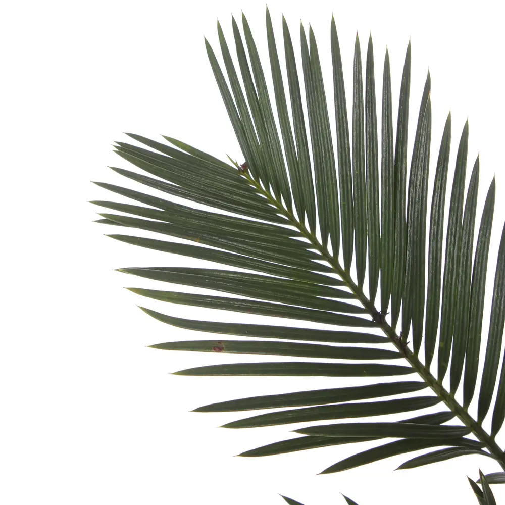 Santreyd Цикас революта — изящный саговник в горшке 81959329 STLM-1446534 - Вид №1