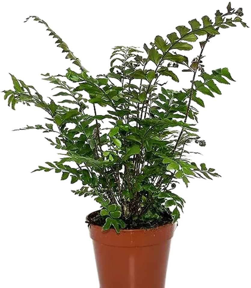 Santreyd Дидимохлена Трункатула — изящный папоротник для интерьера 87819680