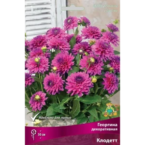 Георгина декоративная Клодетт луковица I 83593786 STLM-2108681