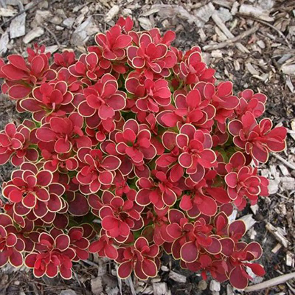 Барбарис Тунберга Руби Стар Santreyd - декоративный кустарник с яркой листвой 89369795