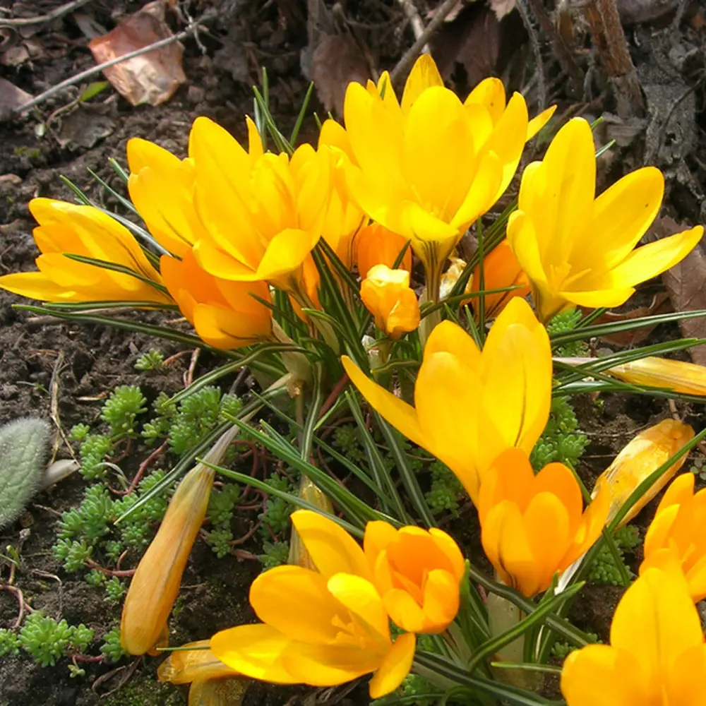 Крокус Geolia «Golden Bunch» 15044701 STLM-2013054 