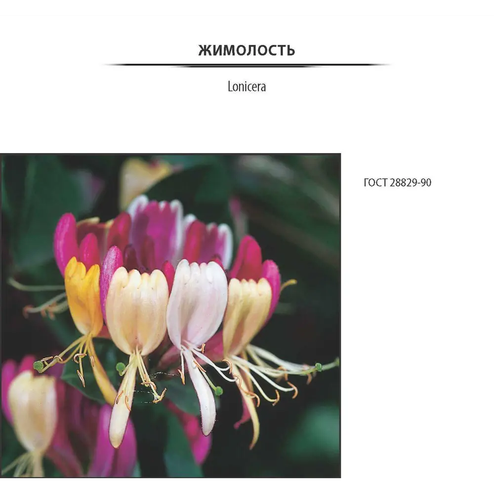 Жимолость «Фиалка» от Santreyd - саженец в контейнере 2-3 л 81969636 STLM-0959237