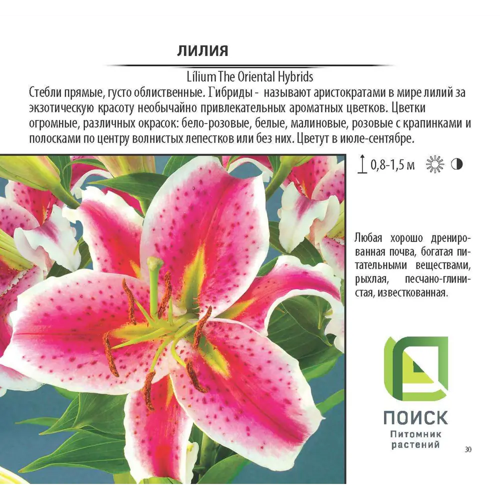 Лилия в сортах (V1.5л) 17897651 STLM-2192889 Santreyd  - Вид №1