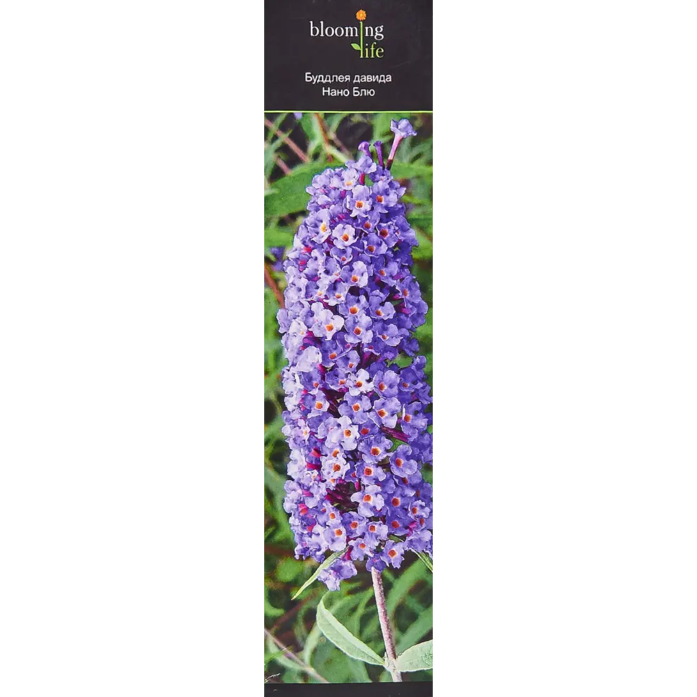 Буддлея Давида Нано Блю в тубе 82539525 STLM-2150053 BLOOMING LIFE 
