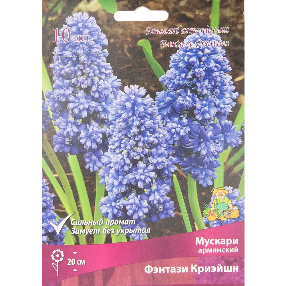 Мускари армянский Фэнтази Криэйшн, 10 шт 85205638 STLM-2125573 ПОИСК 