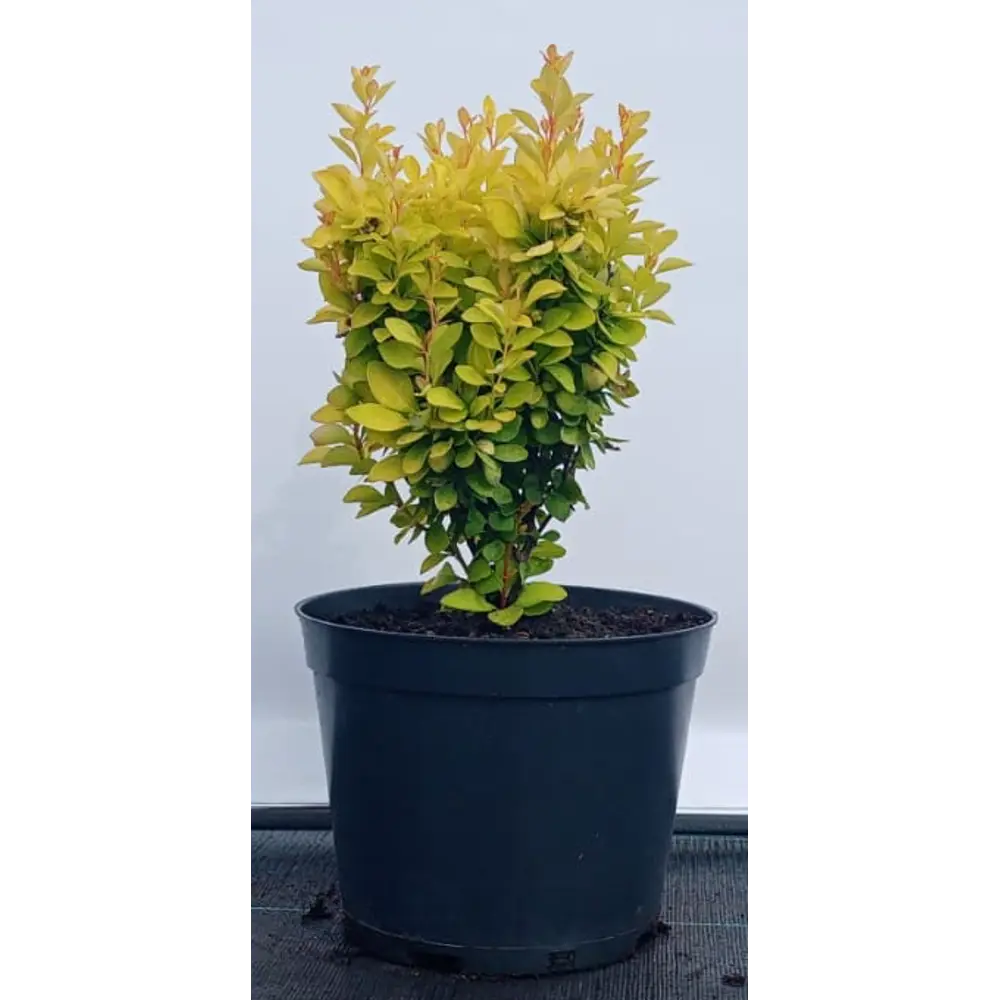 Барбарис Саммер Сансет ø19 см h40-60 см 85088334 STLM-2124077 Santreyd 