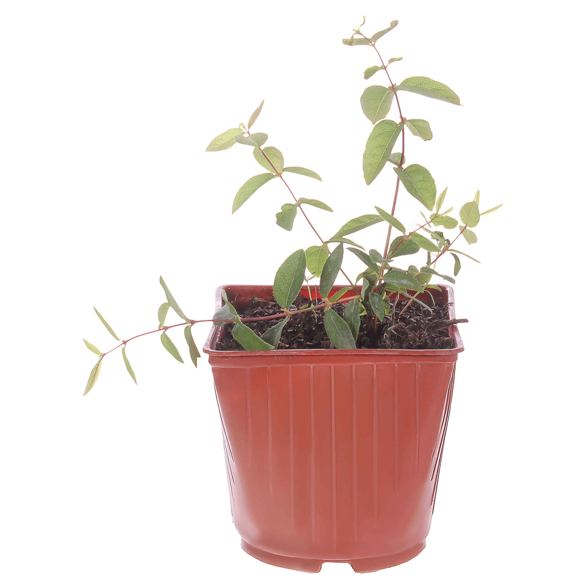 Саженец жимолости Бакчарская h50 см 81954920 Santreyd STLM-0015225 - Вид №1