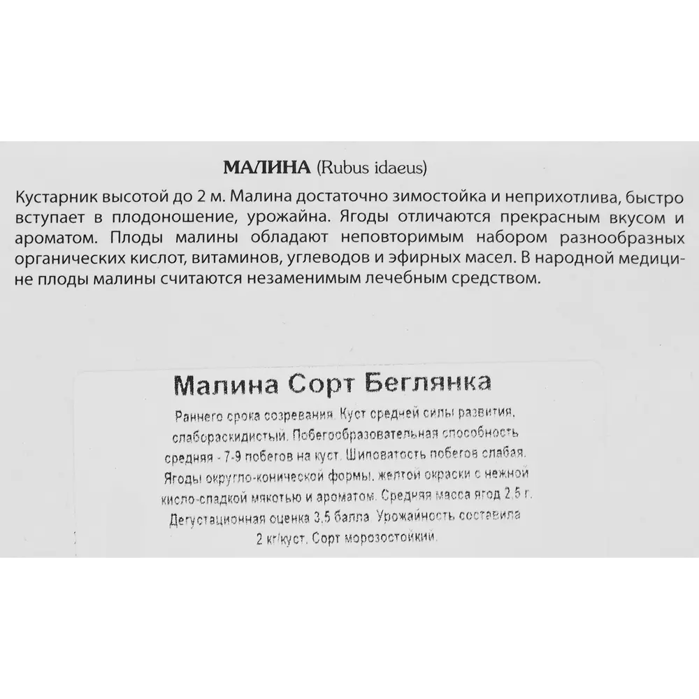 Малина Беглянка ø9 h39 см 83738728 STLM-2179109 Santreyd  - Вид №2