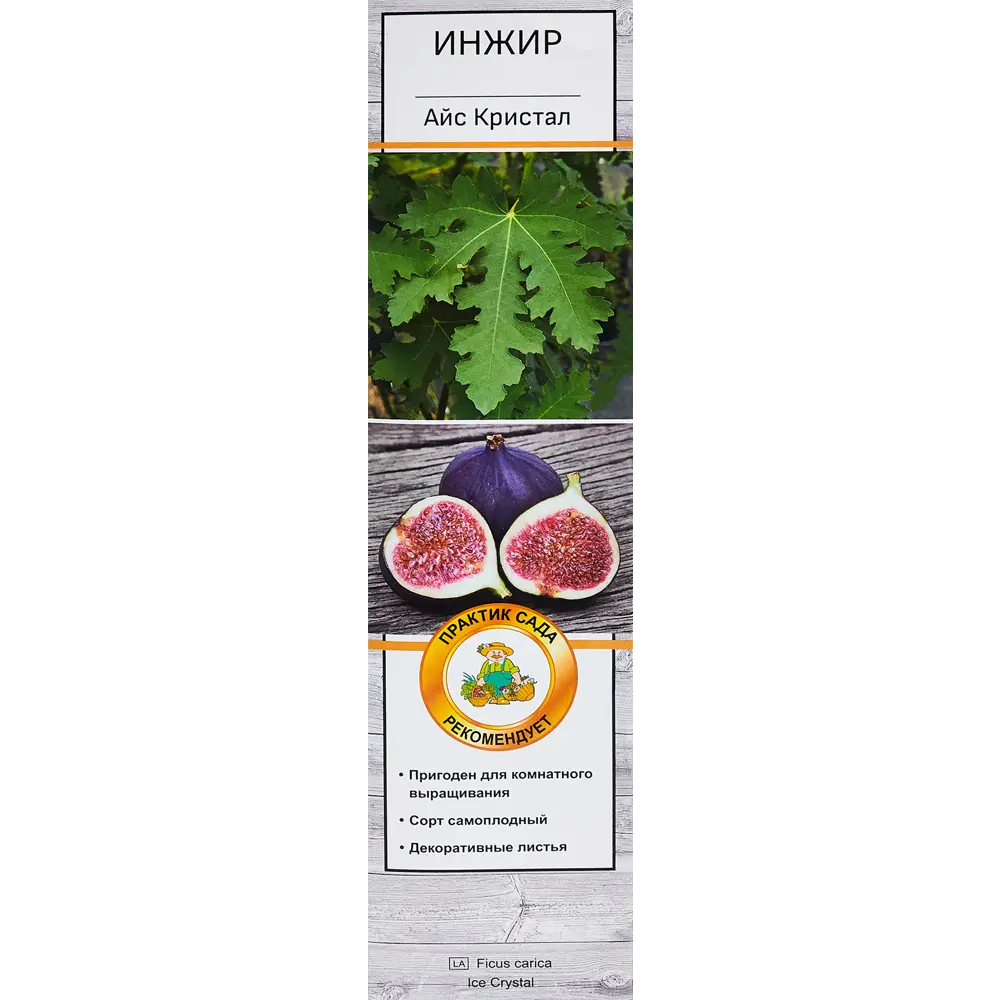 Инжир Айс Кристал h40 см 86543985 STLM-2023235 Santreyd 