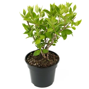 Гортензия метельчатая Grandiflora - пышное цветение для вашего сада 84841595