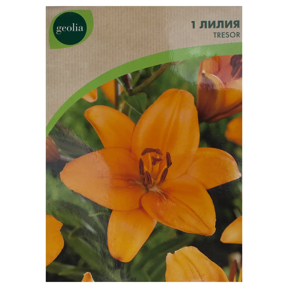 Лилия Geolia Tresor 12/14 15550582 STLM-2022347 